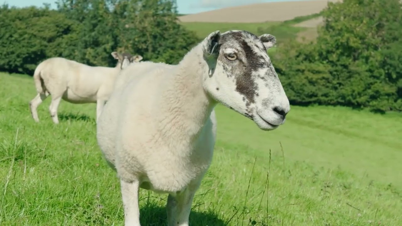 Our Beautiful Dorset National Landscape