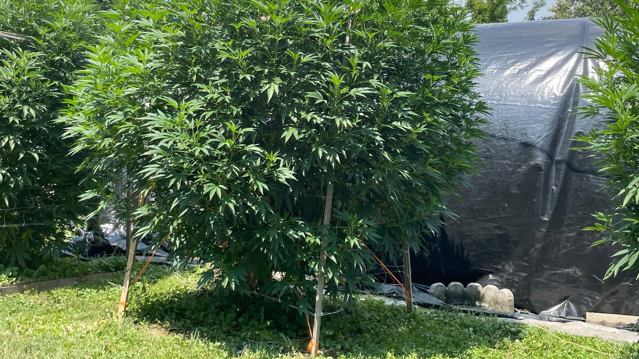 2025 Outdoor Garden mid August update 