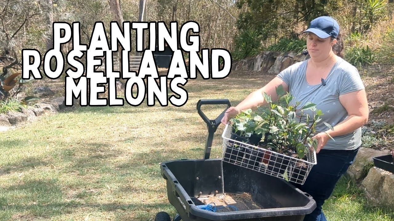 Planting Rosella and Melons | Spring planting Australia 2023
