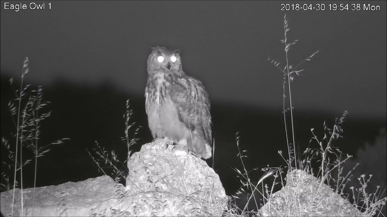 European badger and Eagle owl - גירית מול אוח - Israel Raptor Nest Cam projectעופות דורסים בשידור חי