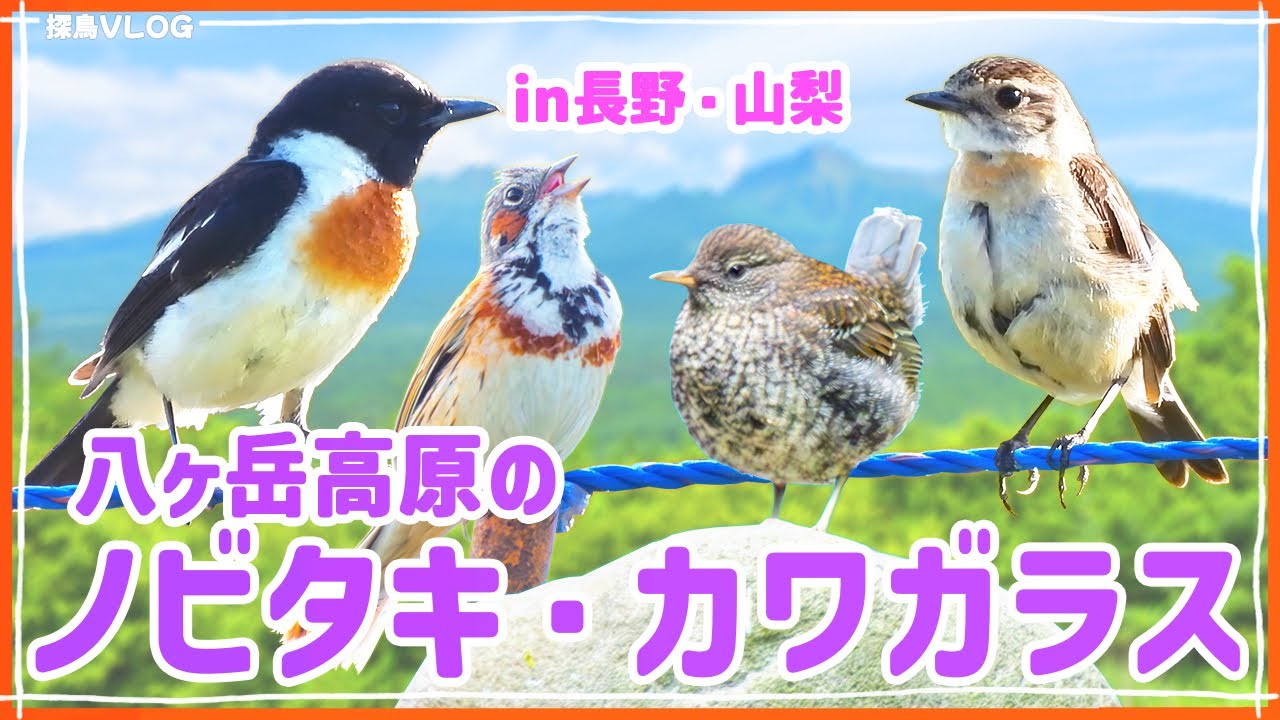 夏の野辺山・清里で野鳥観察～幼鳥がいっぱい！《野鳥撮影vlog》｜ノビタキ、ホオアカ、カワガラスと幼鳥