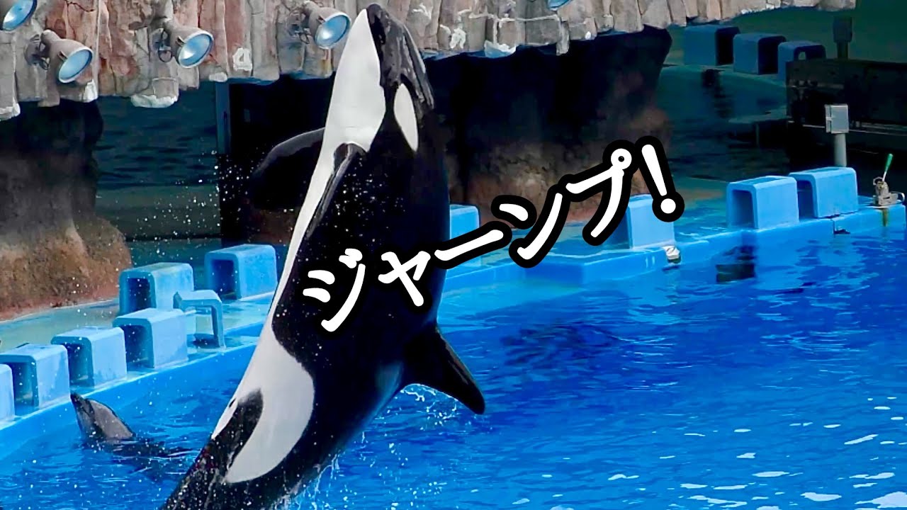 シャチ　リンちゃん　ジャンプを決めました【名古屋港水族館】Killerwhale Lynn-chan Nagoya Aquarium 