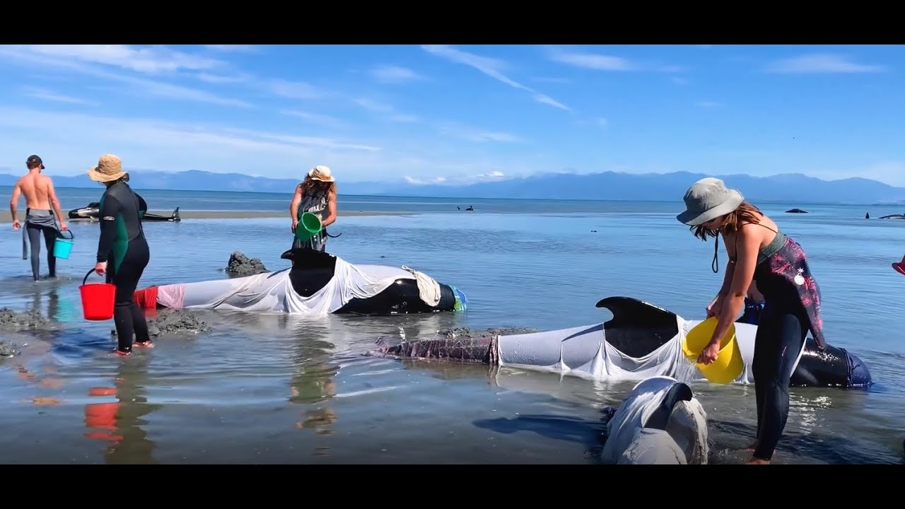 How To Help Rescue Whales