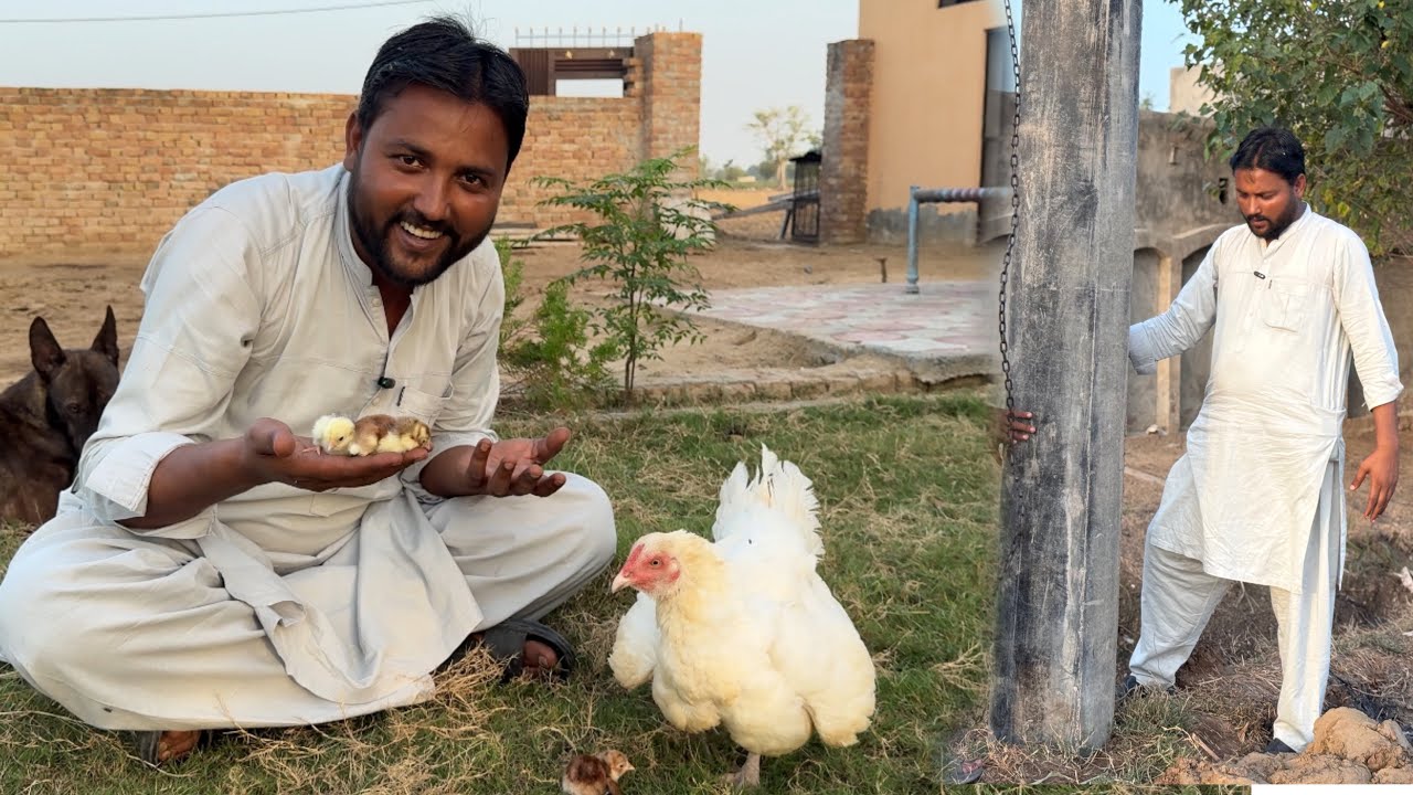 White Murgi Ne Chozy Nikal Liye Bijli Ka Kam Shuru Hogya 