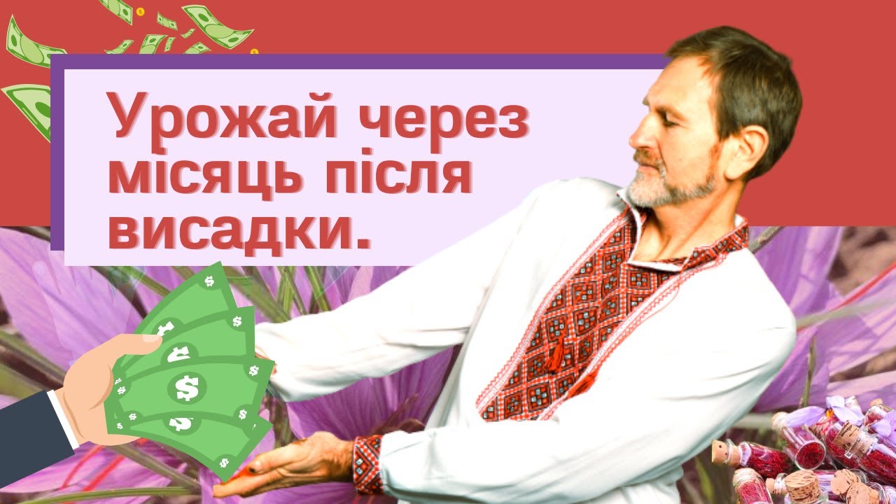 Шафран дивує. Урожай через місяць після висадки.