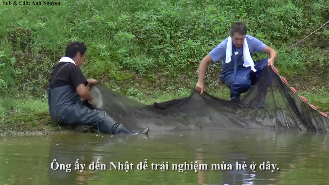 [Vietsub] Nhân giống cá Koi ở Nhật Bản