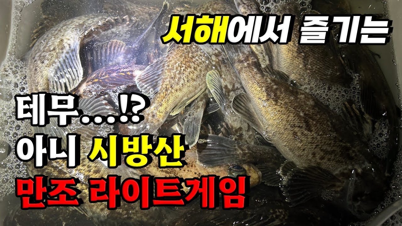 시화방조제 만조 우럭 타작하는 방법 저그람 지그헤드 초간단 채비 