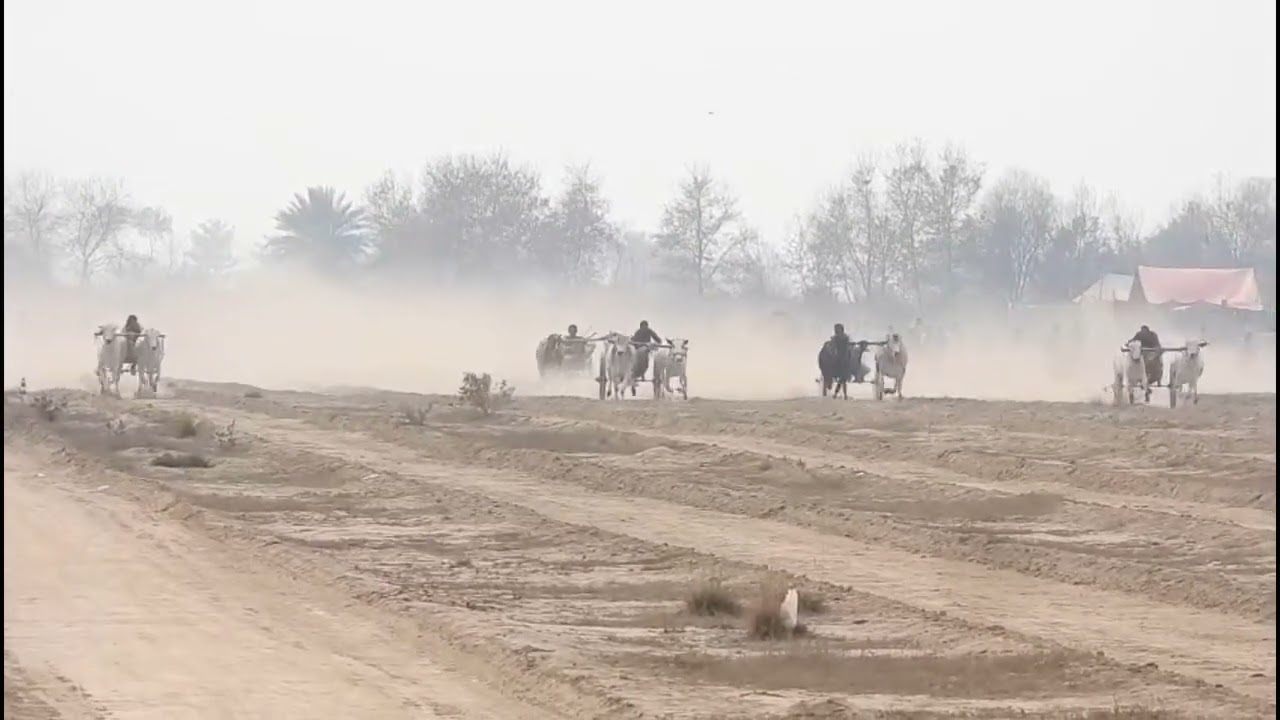01 February 2026 district Toba Tek Singh khera donda bailgadi race ground agriculture university 