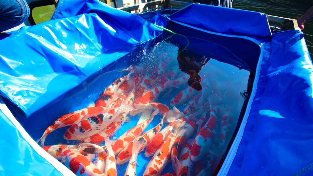 We caught 250 KOI in one Mud Pond | Yagenji Koi Farm