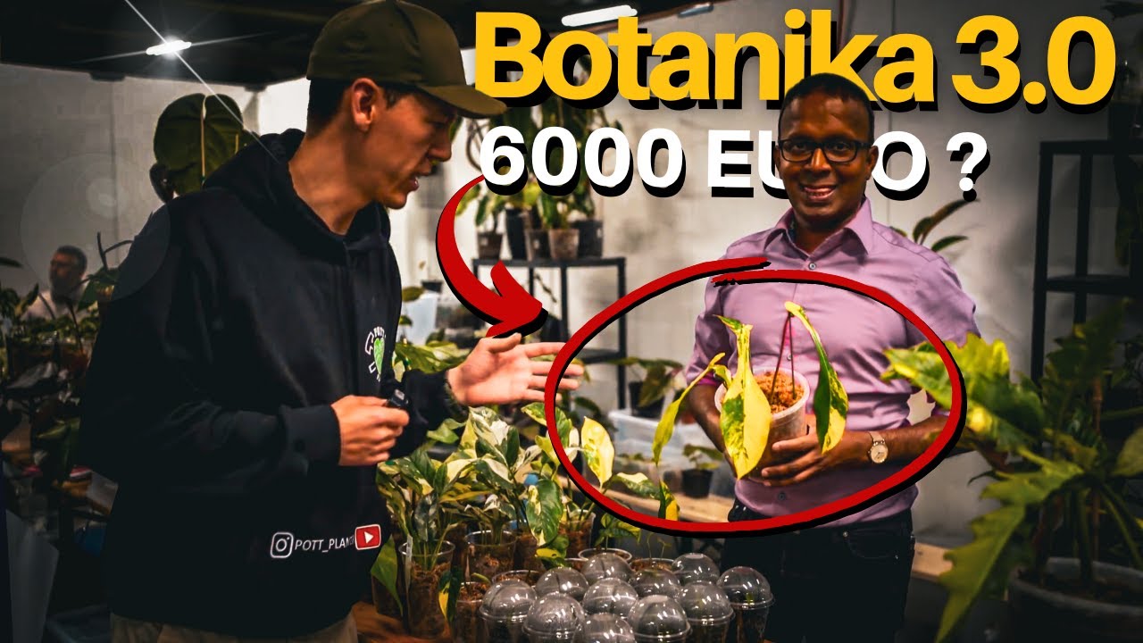 Zimmerpflanzen Raritäten Messe - Die Preise auf der MyBotanika Hamm 2023!