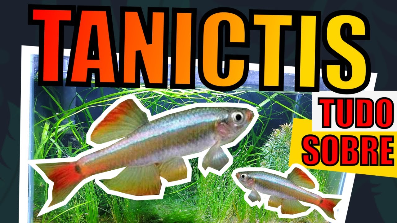 🔴TUDO SOBRE TANICTIS (COMO CUIDAR, LITRAGEM, TEMPERATURA, ALIMENTAÇÃO E +) |Mr. Betta|