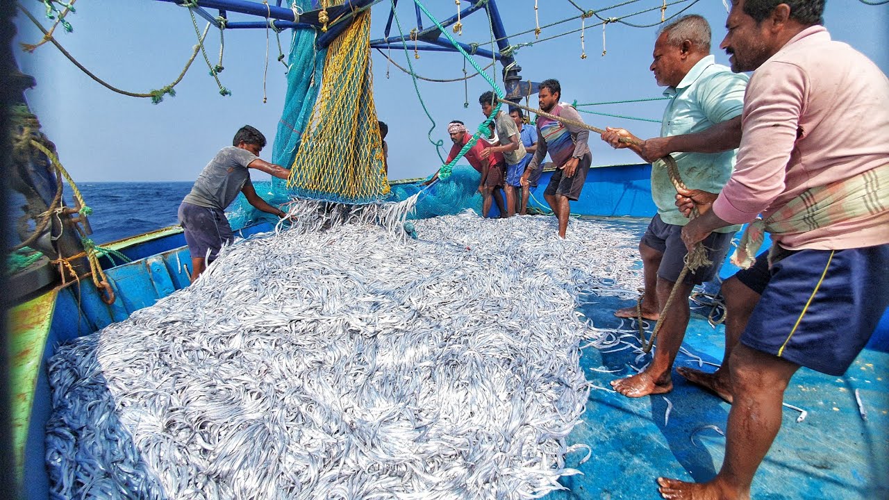 200 வட்டா சாவாலை மீன்கள் விசைபடகில் பிடித்தது | 200 Watta Challenge Fish caught on the keyboard
