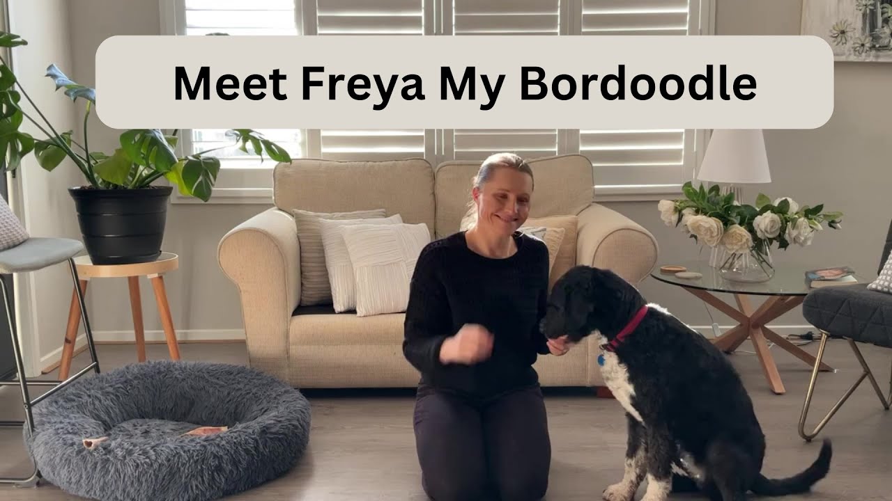 Meet Freya - My Bordoodle (Borderdoodle)