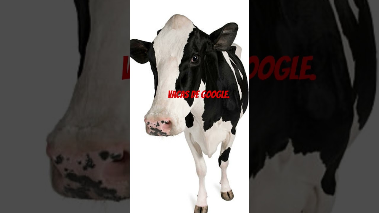 vasca de Google🐄.