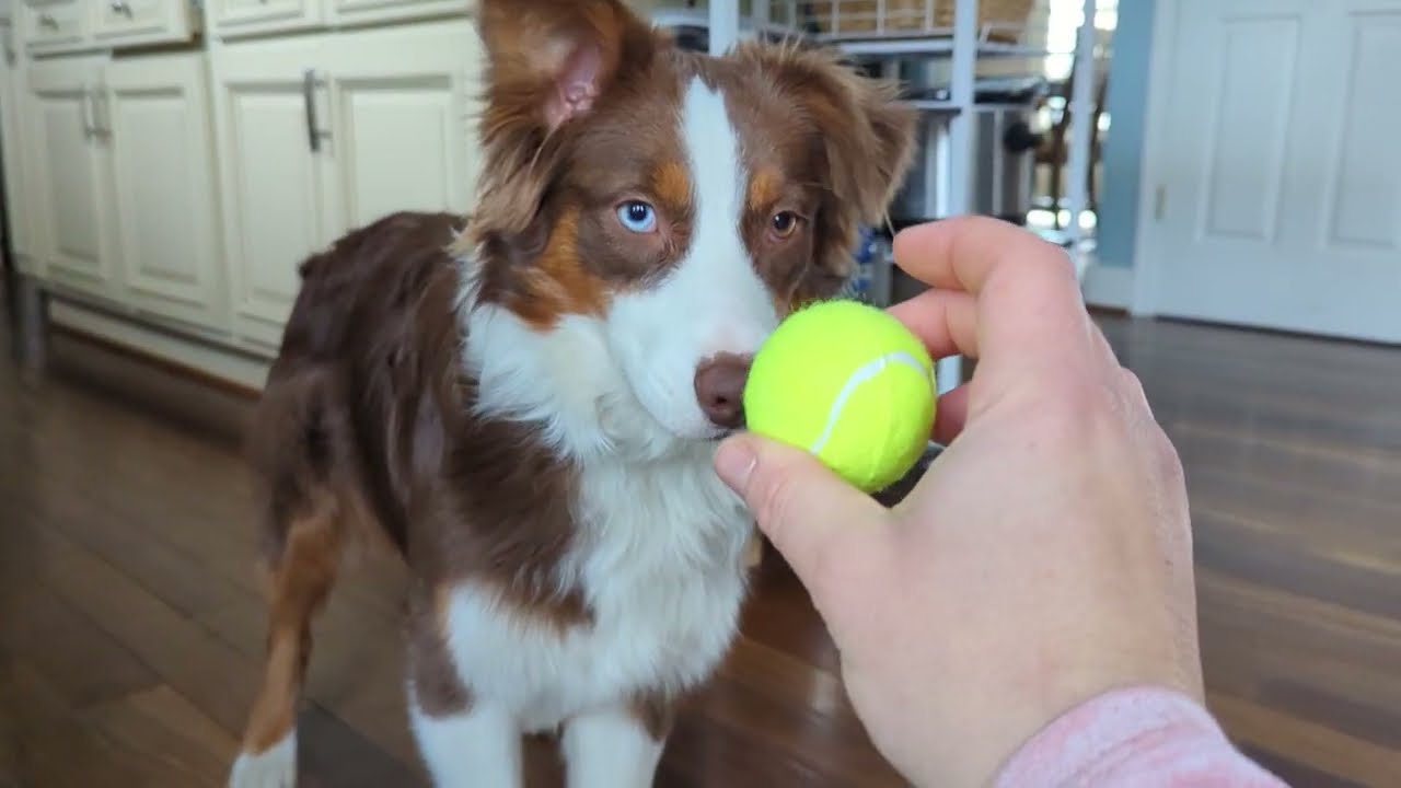 Demo of an Automatic Dog Ball Launcher | Fun Playtime with Your Pup