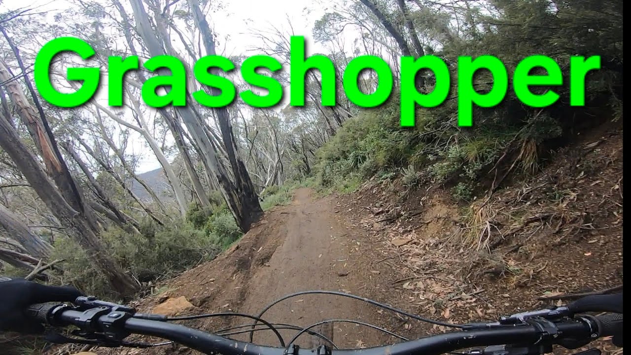 Grasshopper