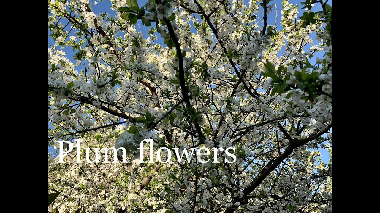 Wow, so beautiful plum flowers! | Welcome Spring | Istanbul, Turkey