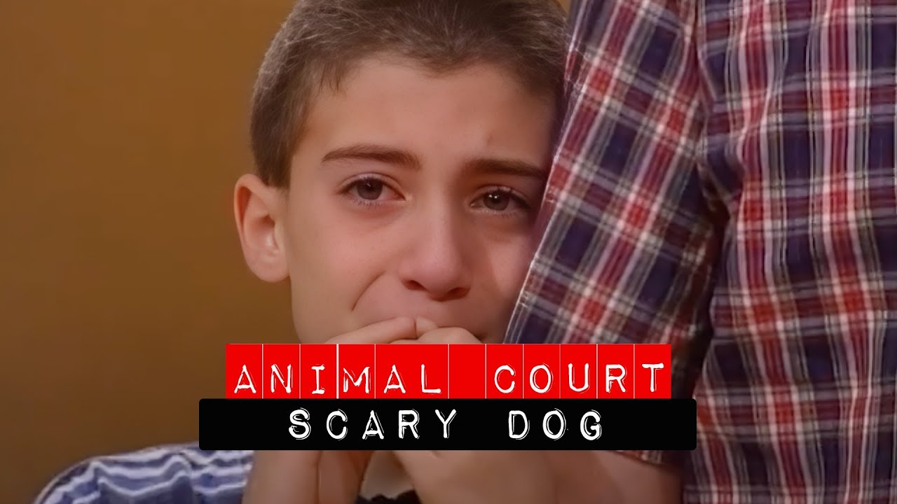 Animal Court: Scary Dog