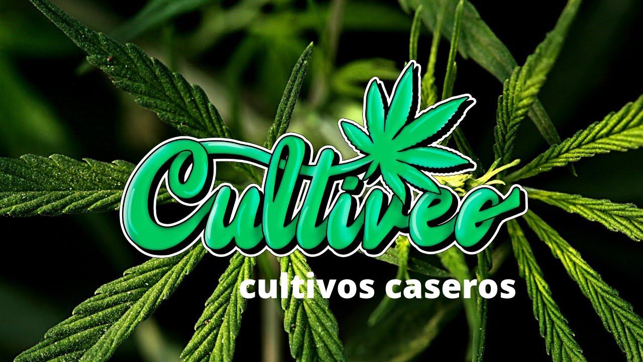 CULTIVEO 6 CULTIVOS CASEROS