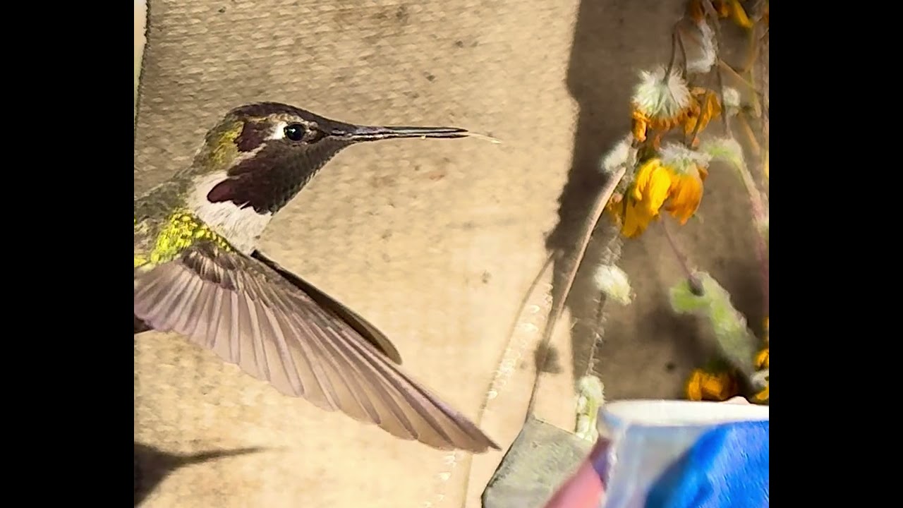 Anna’s Hummingbird 