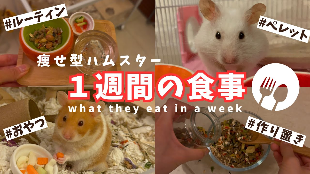 【ハムスター餌やり】１週間の食事&おやつルーティン大公開✨|年齢＆性格別工夫も解説!