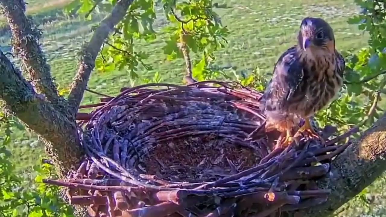 #falcon Cam4#139 Review baby birds in the nest - Dad and mother brings food to feed their chicks