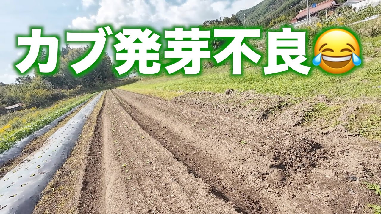 とうもろこし出荷開始！！カブ発芽してない😂2023.10.10#1379
