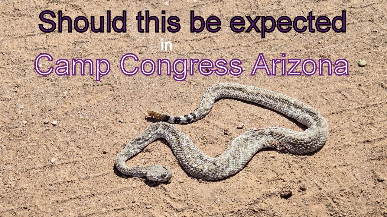 BLM camp Congress Arizona Wild and scary wildlife   #soloRVer #nomad #BLM #boondocking #RZRride