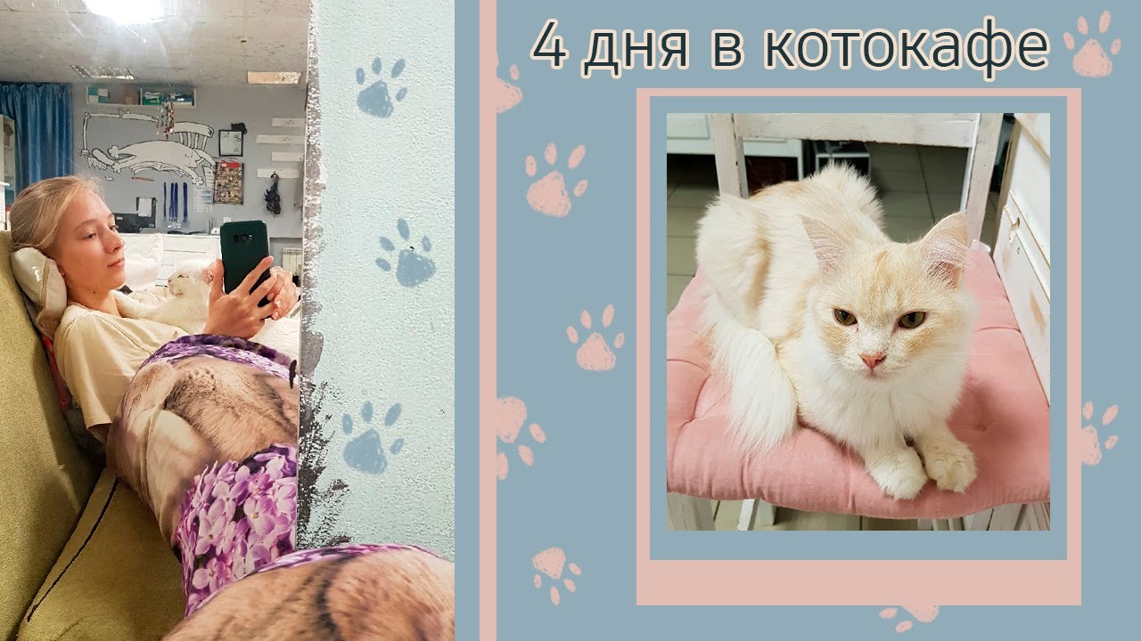 vlog о том, как я в котокафе администратором была🐈