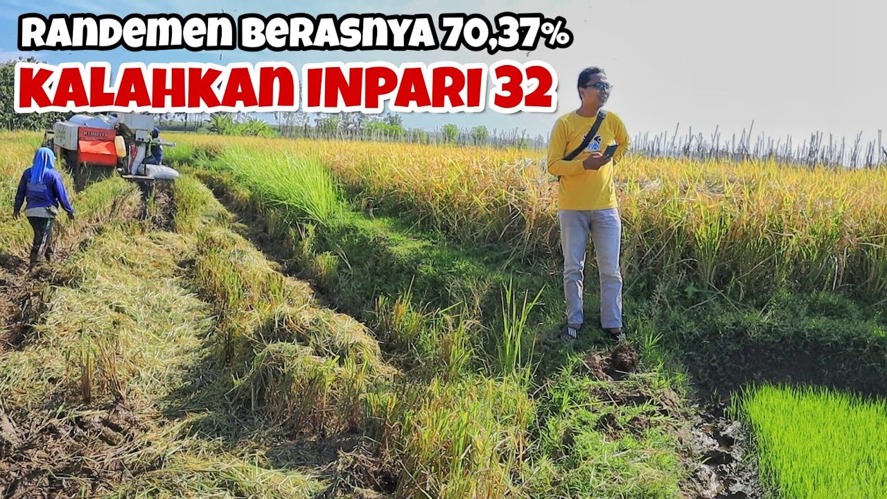 benih padi unggul INPARI 32 vs INTANI 602