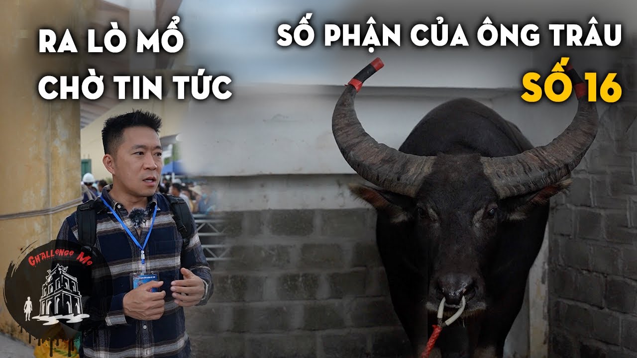 Chen chân vào xem trâu nhưng lại ra 