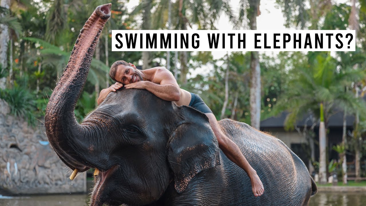 Mason Elephant Park & Lodge in Ubud, Bali
