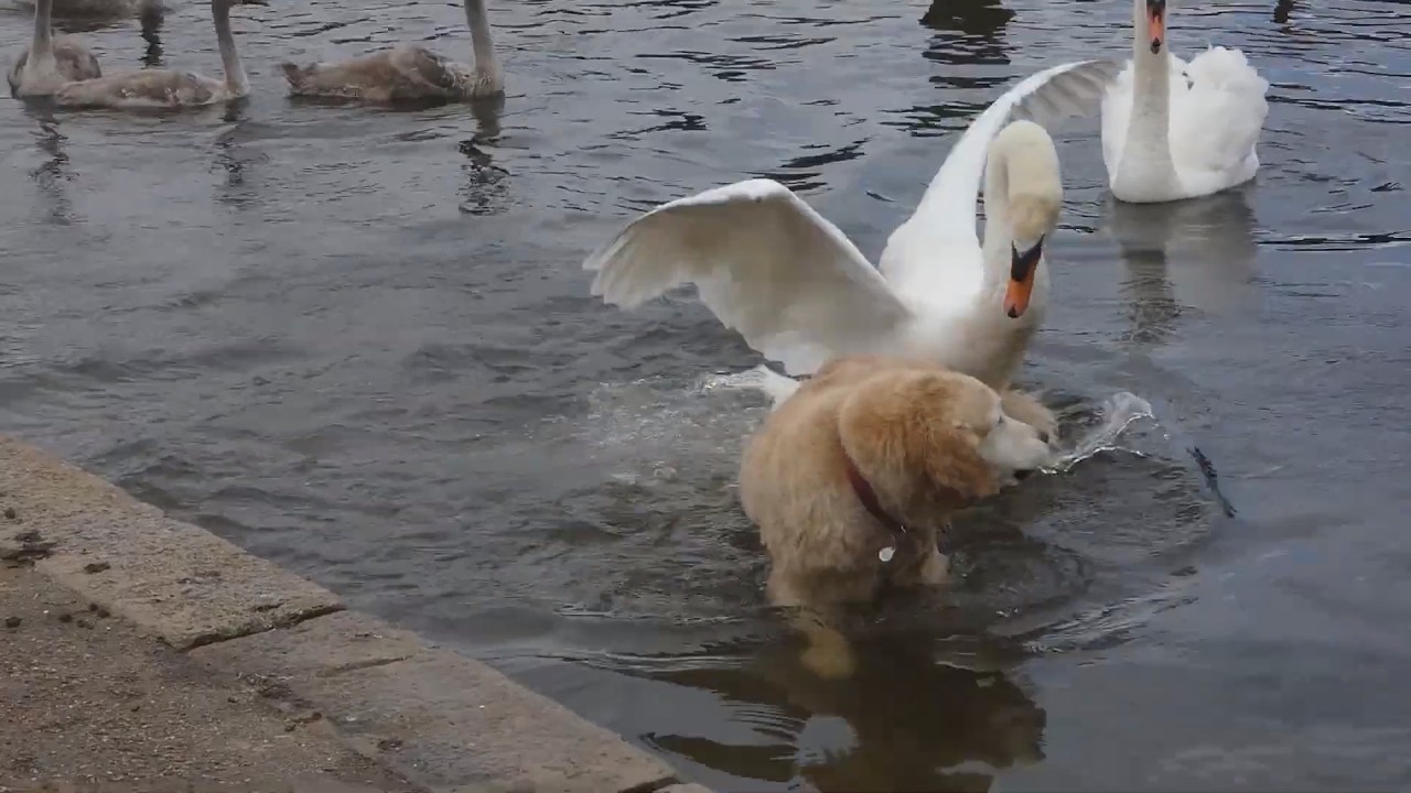 Эта Гиена  Напала На Страуса! Вот Что Было Дальше...
