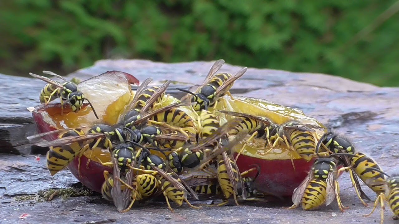 wasps (Vespula germanica). Deutsche Wespen