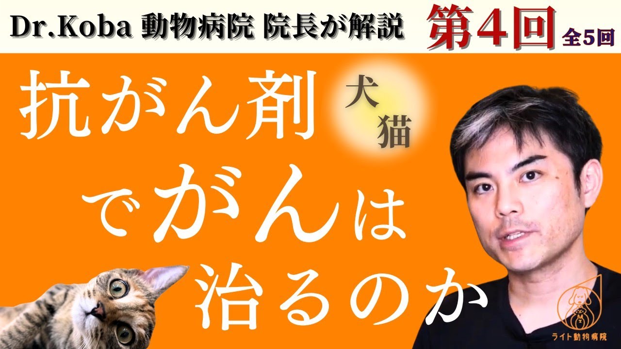 【ペット・がん・腫瘍・犬・猫】抗がん剤でがんは治るのか【獣医師・愛玩動物看護師・動物病院】