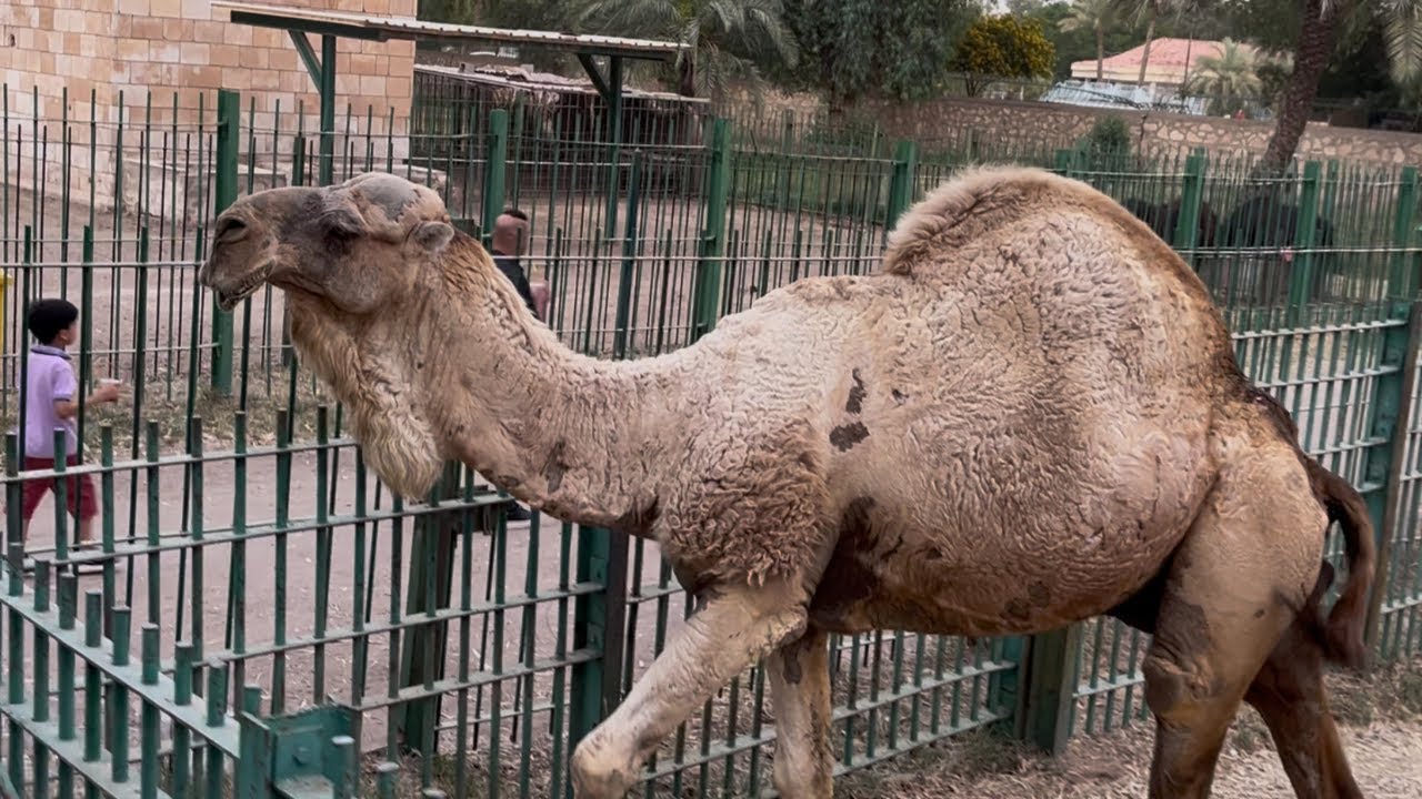 A day at Baghdad Zoo. most scary animals