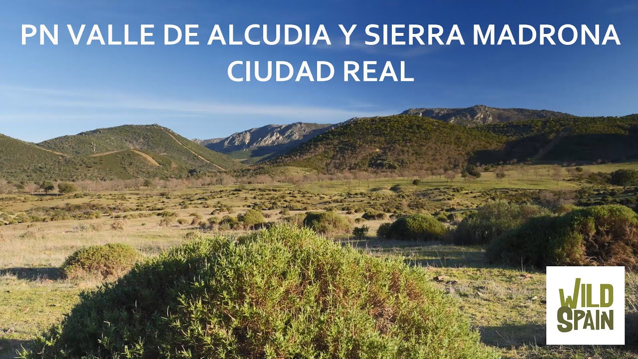 NOVEDAD !! LOCUTADO ! Wild Spain - Capítulo 221 - PN Valle de Alcudia y Sierra Madrona, Ciudad Real.