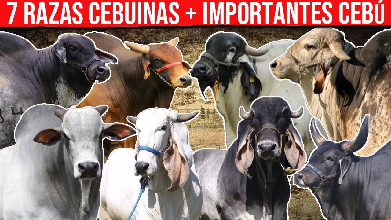 🔴 7 Razas Cebuinas M&aacute;s Importantes Dentro Del Ganado Ceb&uacute;✅