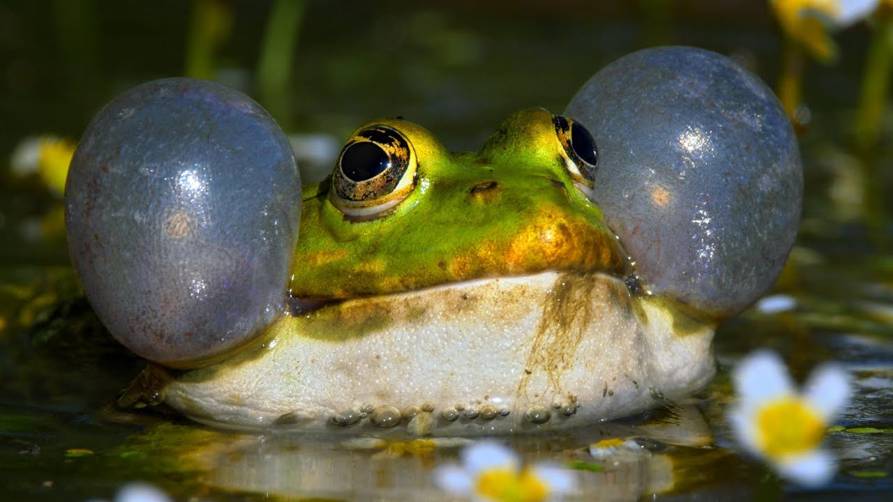 The Deafening Call of the Marsh Frog ~ Pelophylax ridibundus