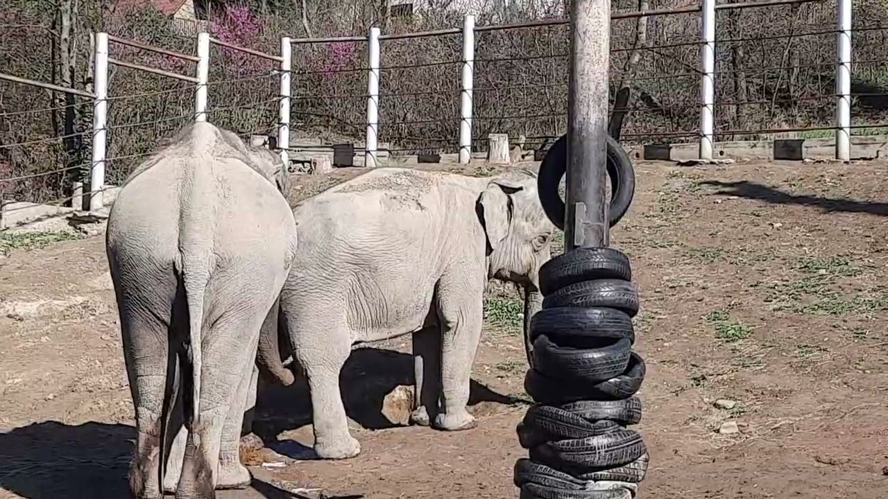 EEG - Asiatischer Elefant - Zoo Tiflis, Georgien, 01.04.2025, Grand zeigt Interesse an Malka.