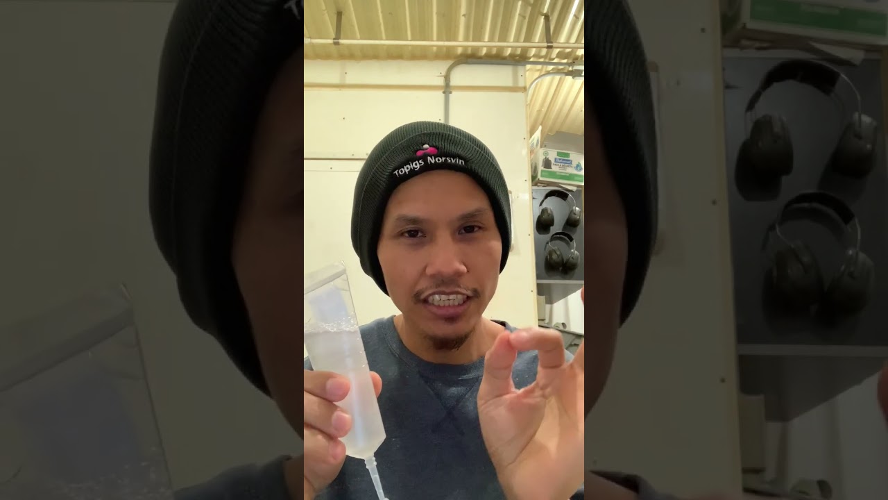 Mga Dapat Malaman sa Artificial Insemination ng Baboy