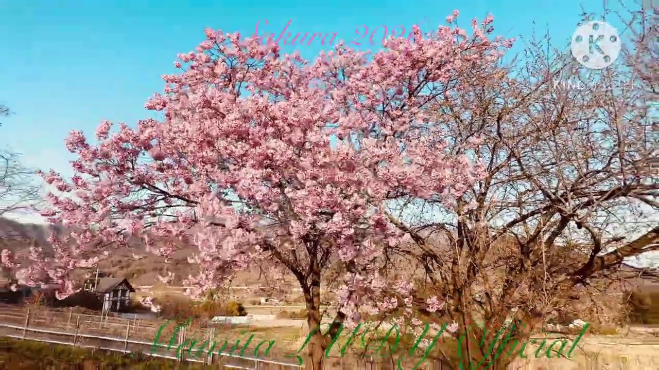 Spring Time ,It