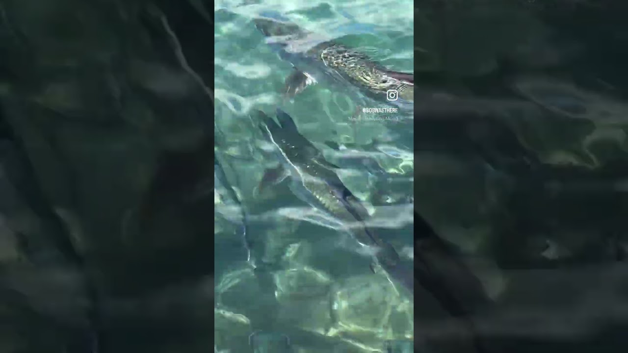 Discover Tarpon Fish on the boardwalk waterfront at Christiansted, St. Croix 