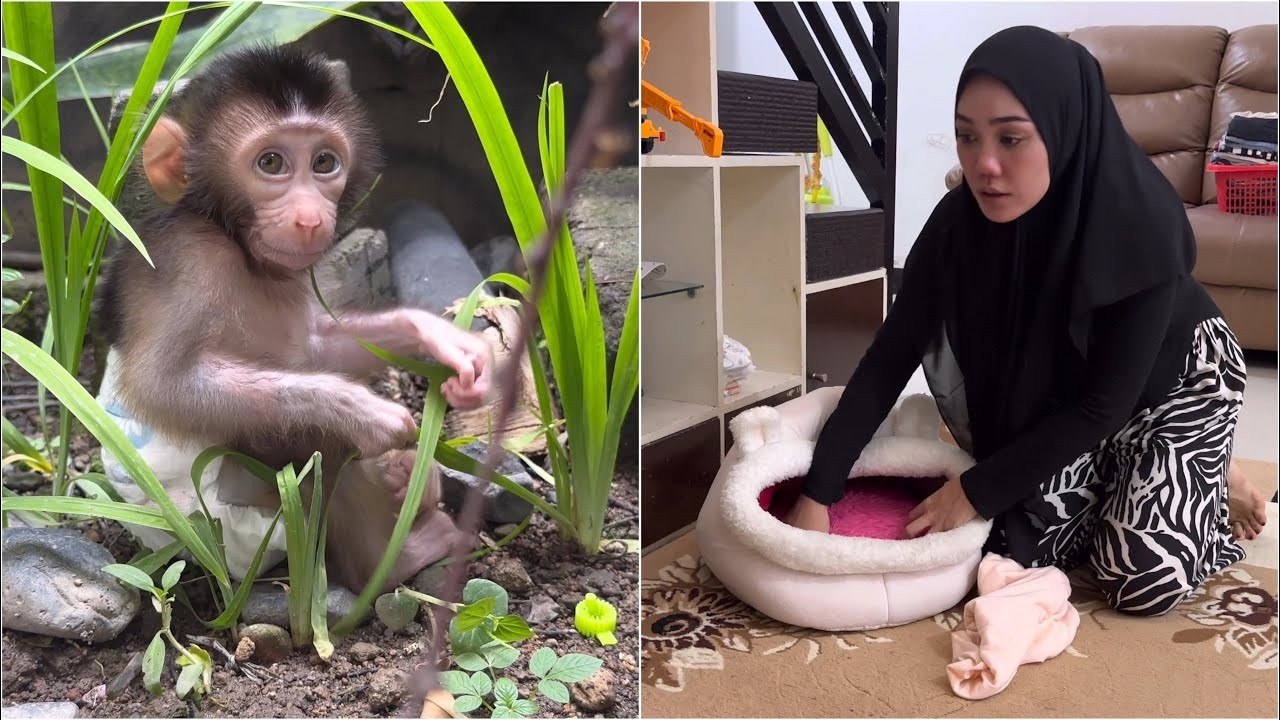 Mom was shocked because Baby Monkey Dino was not in his bed
