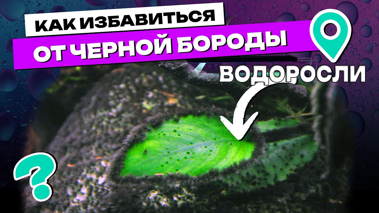 Как избавиться от черной бороды в аквариуме! Причины появления черной бороды!