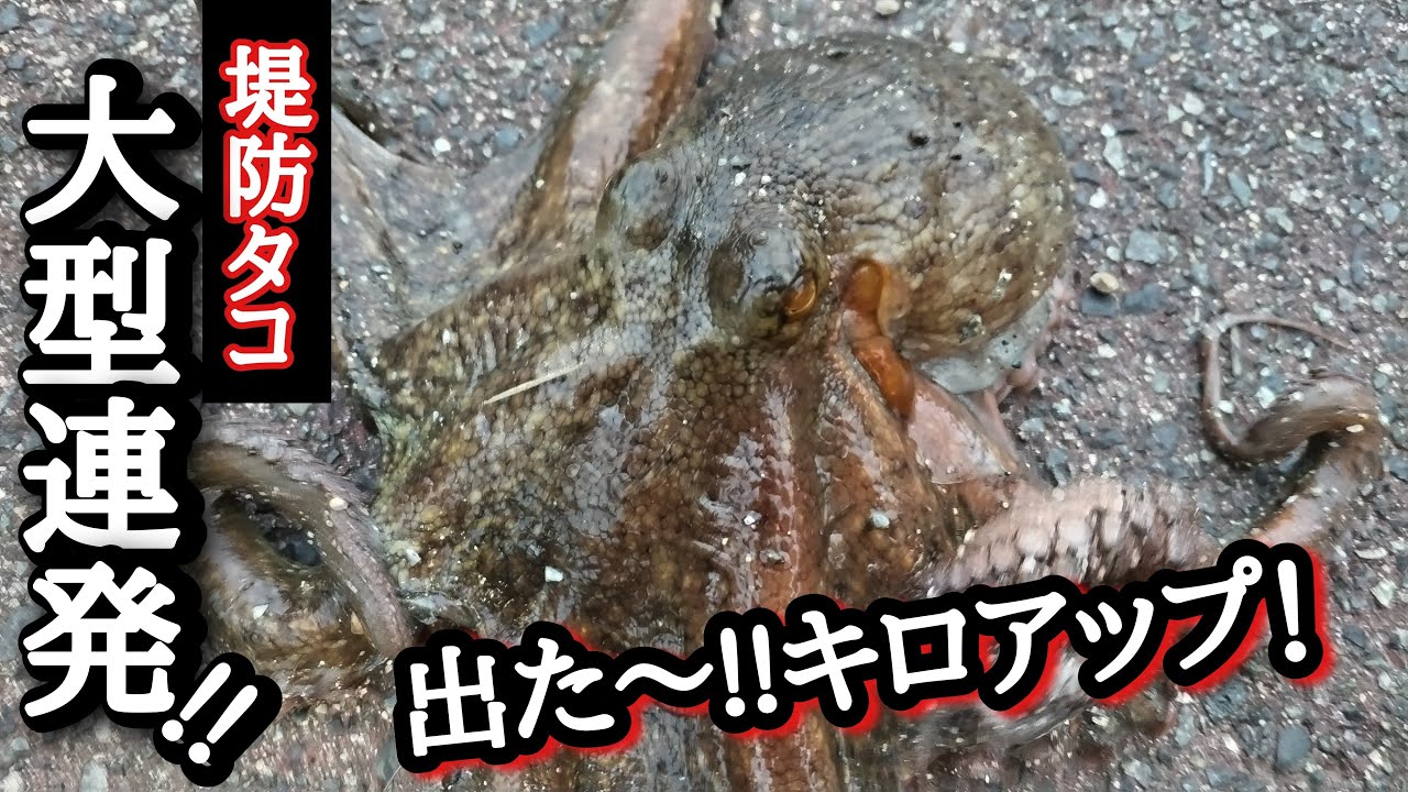 #タコ釣り 【タコの茹で方】出た～‼ キロアップ連発‼ 大タコを釣るなら今ですよ！【動画の最後にタコの湯がき方も紹介しています】