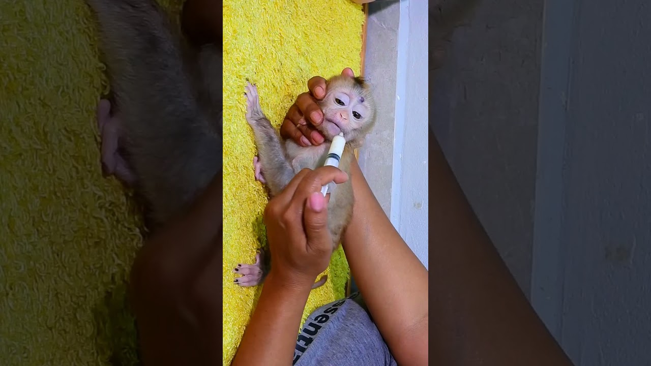 Adorable baby monkey Rojo sick