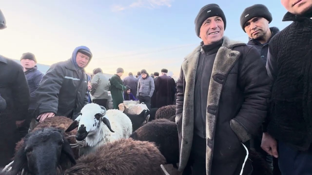 Quy bozordagi real narxlar 🔥 7-fevral Navoiy Karmana mol bozori narxlari 2026