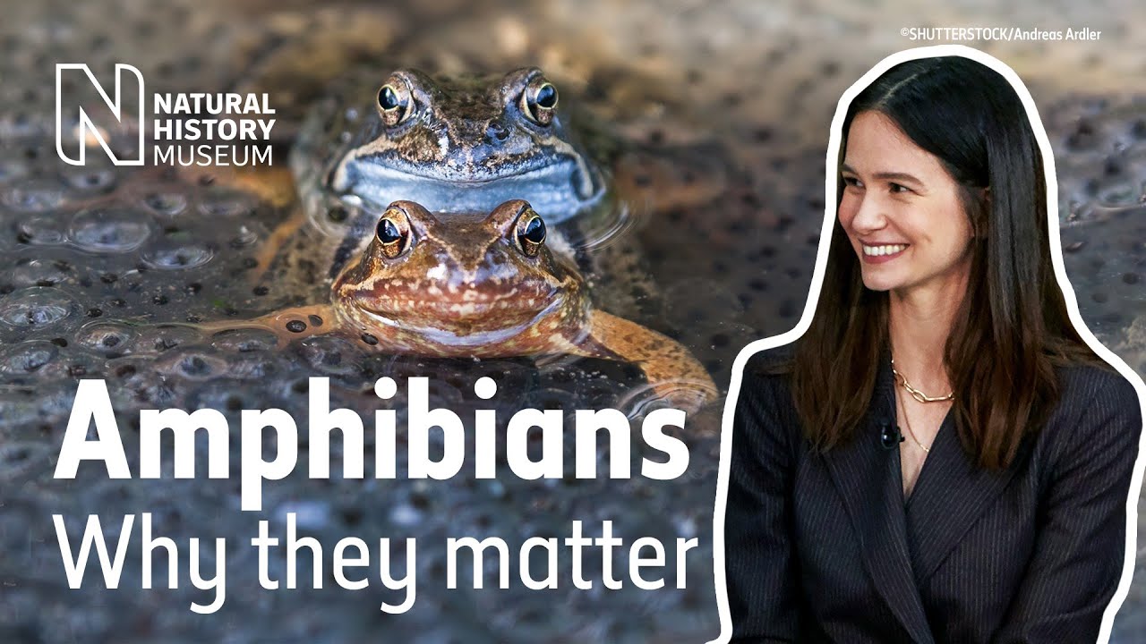 Amphibian decline & why it matters: Katherine Waterston quizzes 3 experts | Natural History Museum