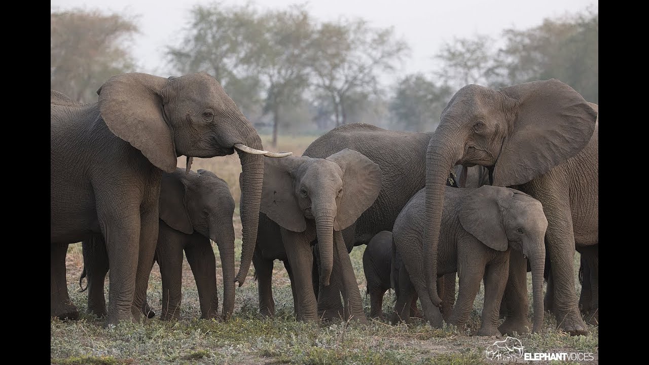 Tribute to Elephants on World Elephant Day 2018